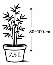 80 bis 100 cm hoch im 7.5 Liter Topf